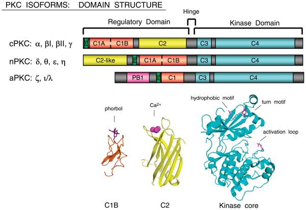 Domain structure of protein kinase C (PKC) isoforms. 